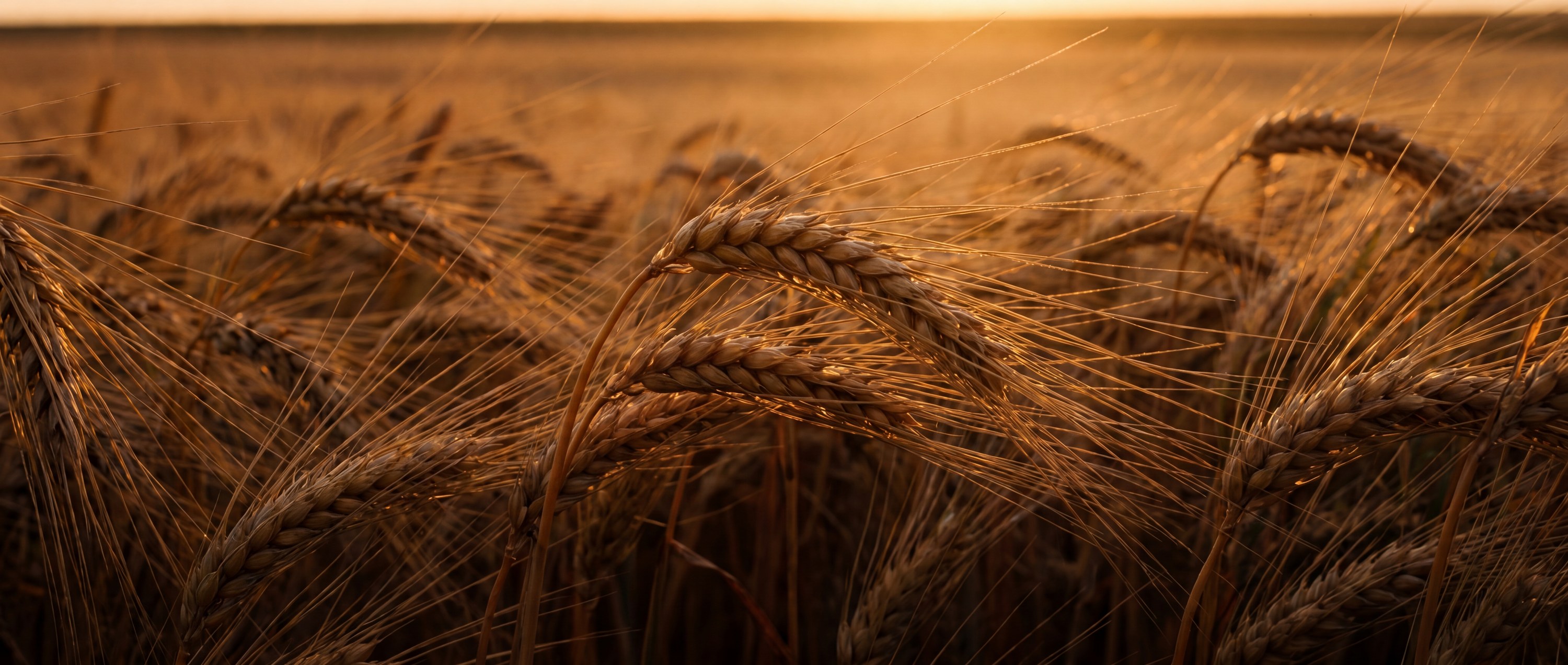 Close detail of ripe Alberta barley at harvest
